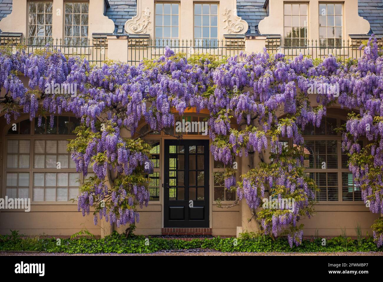 I fiori di glicine coprono la biblioteca di Dumbarton Oaks nel nord-ovest di Washington, D.C. Foto Stock