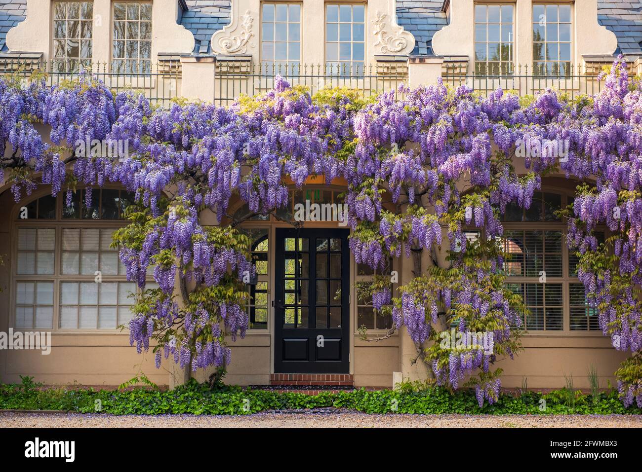 I fiori di glicine coprono la biblioteca di Dumbarton Oaks nel nord-ovest di Washington, D.C. Foto Stock
