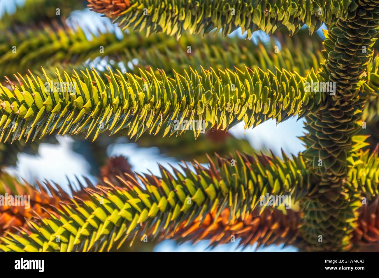 Aghi di albero sempreverde Araucaria araucana, comunemente chiamato l'albero del puzzle delle scimmie, albero della coda delle scimmie, pewen o pino cileno Foto Stock