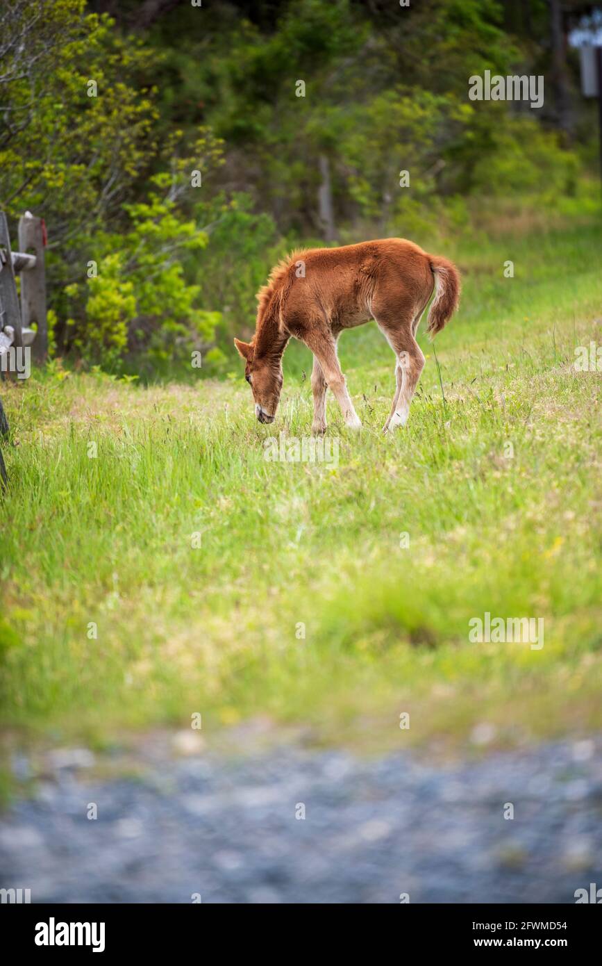 Un giovane nemico pascoli e naps nell'erba di primavera sull'Assateague Island National Seashore. Foto Stock