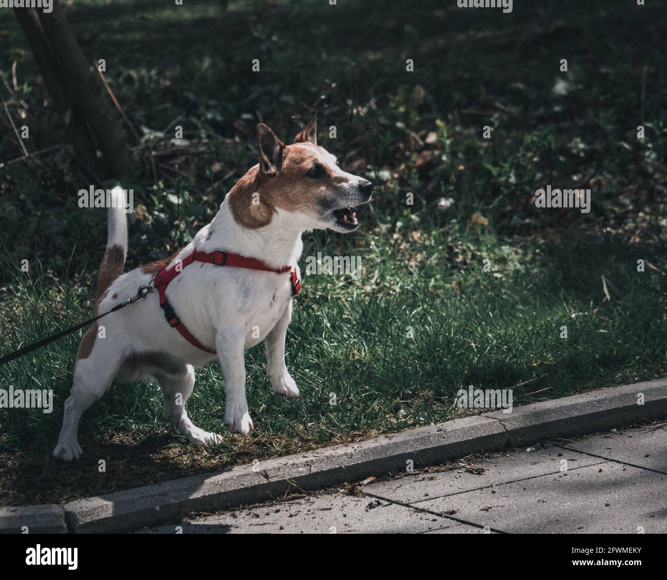 Arrabbiato cane prova attacco Foto Stock