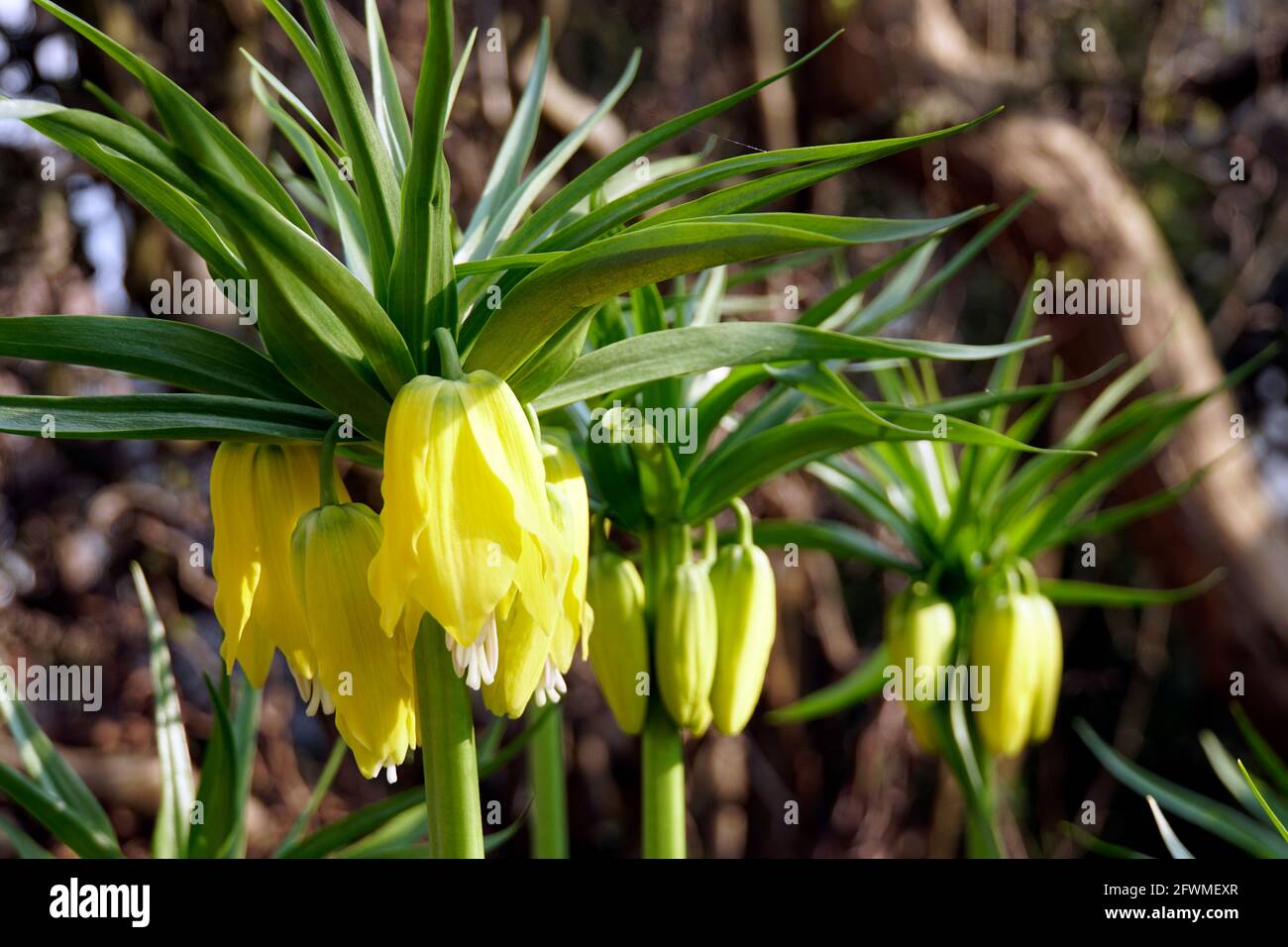 gelbe Kaiserkrone (Fritillaria imperialis Lutea Maxima) Foto Stock