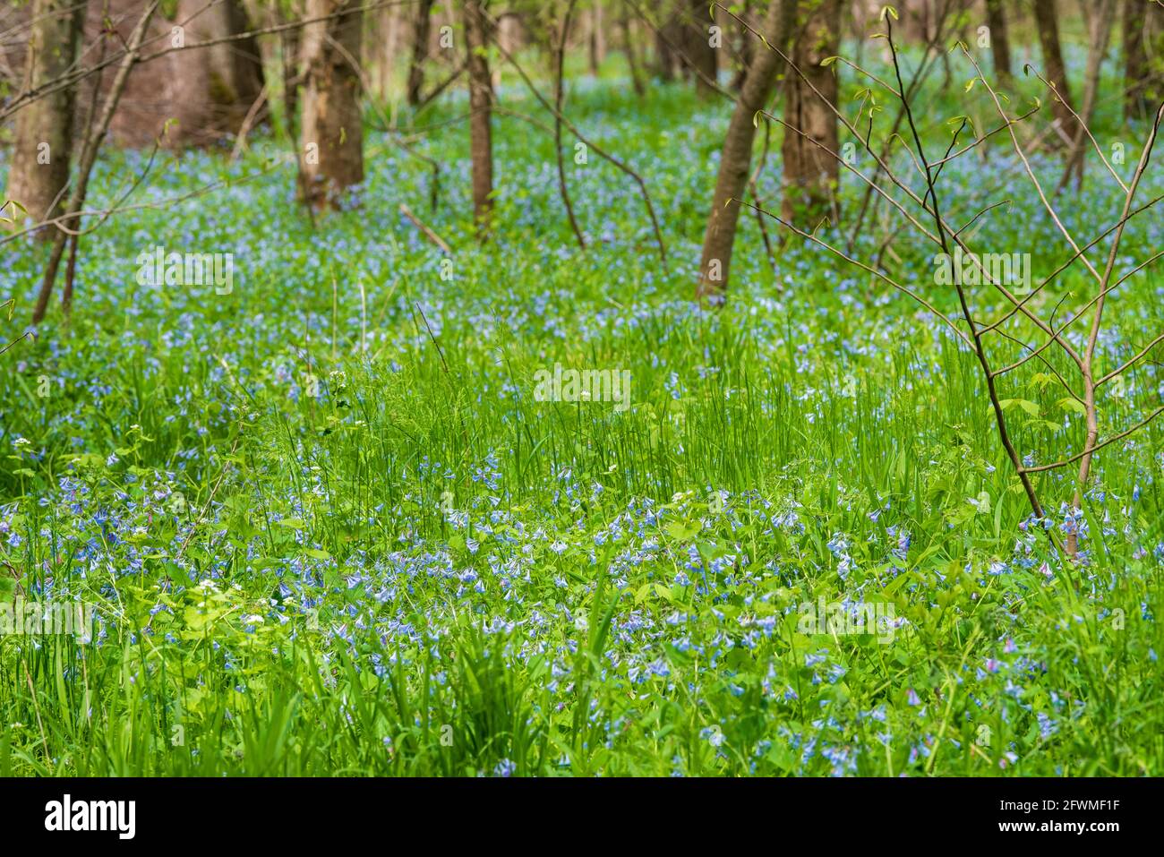 Una foresta di boschi è tappezzata in Virginia Bluebells (Mertensia virginica). Foto Stock