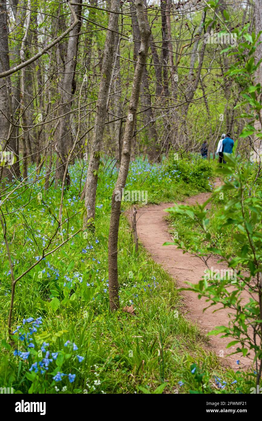 Gli escursionisti camminano su un sentiero attraverso una foresta boschiva punteggiata da bluebells della Virginia. Foto Stock