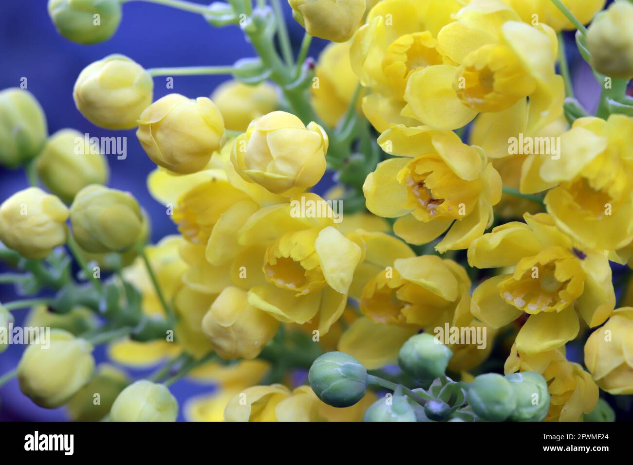 gelbe Blüten einer Gewöhnlichen Mahonie oder Stechdornblättrige Mahonie (Berberis aquifolium), Weilerswist, Nordrhein-Westfalen, Deutschland Foto Stock