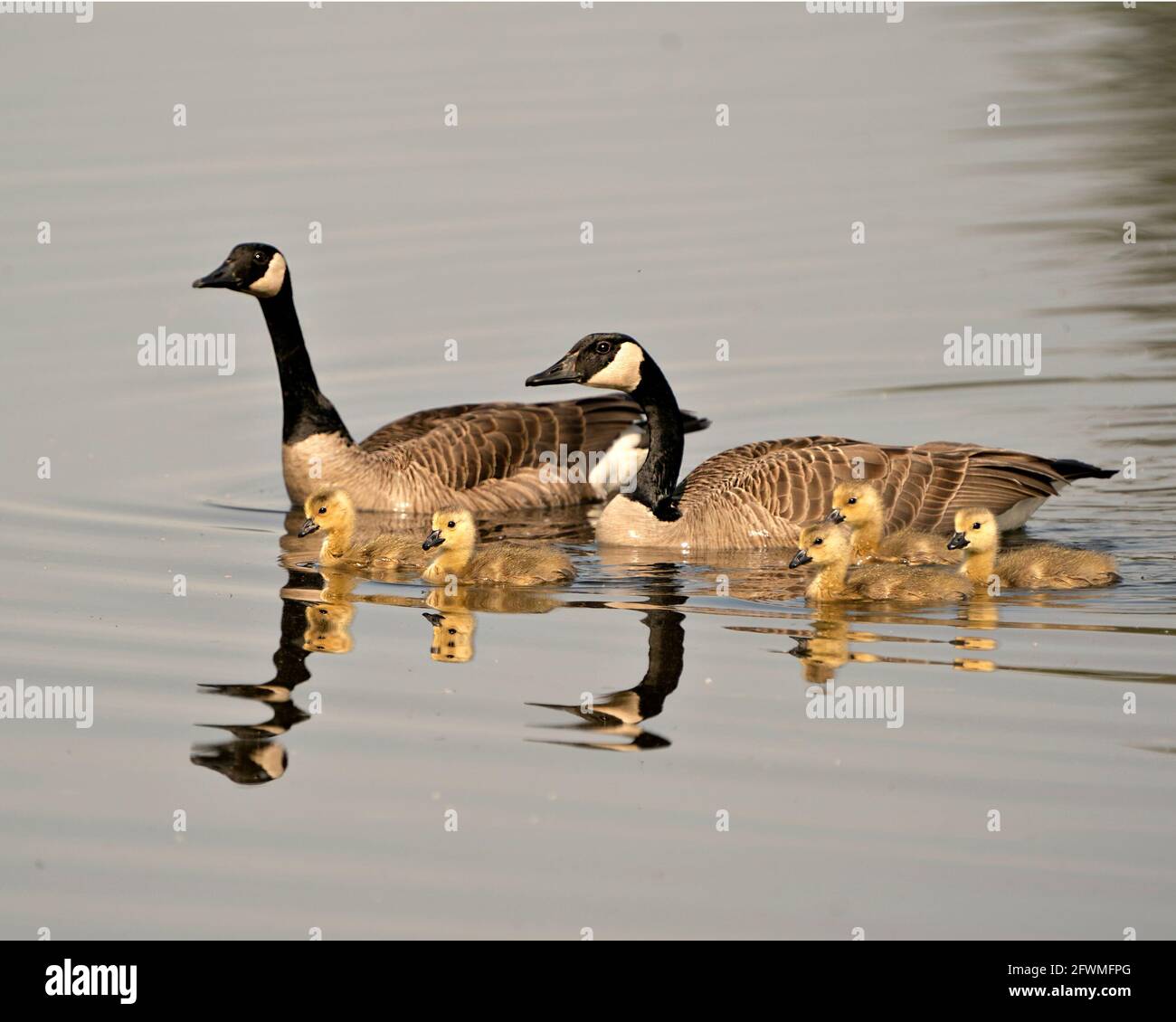 Oche canadesi con i loro bambini gosling nuotare e mostrare le loro ali, testa, collo, becco, piumaggio nel loro ambiente. Oche canadesi. Foto Stock