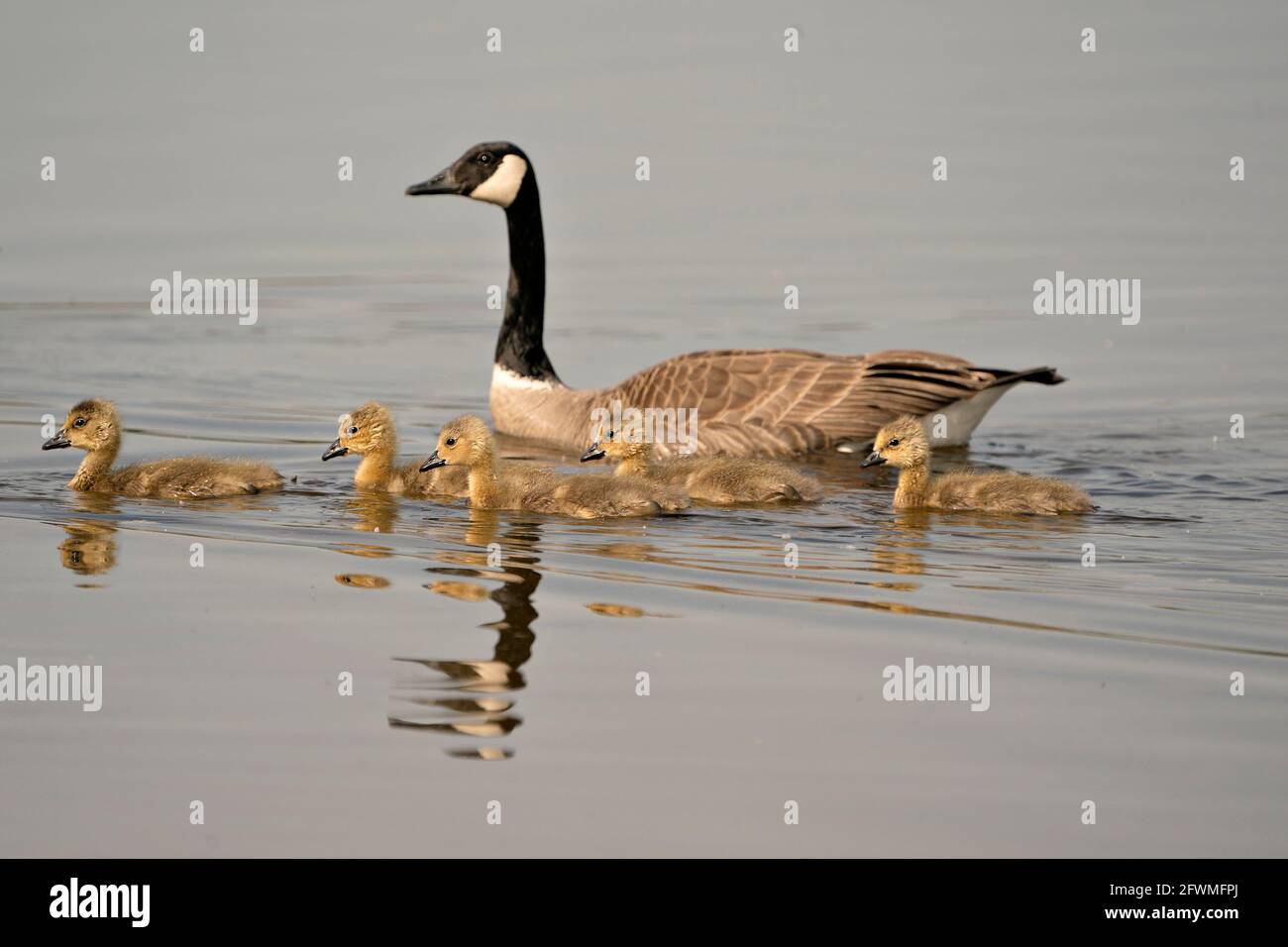 Canadian Goose con bambini gosling nuotare e mostrare le loro ali, testa, collo, becco, piumaggio nel loro ambiente e habitat. Oche del Canada. Foto Stock