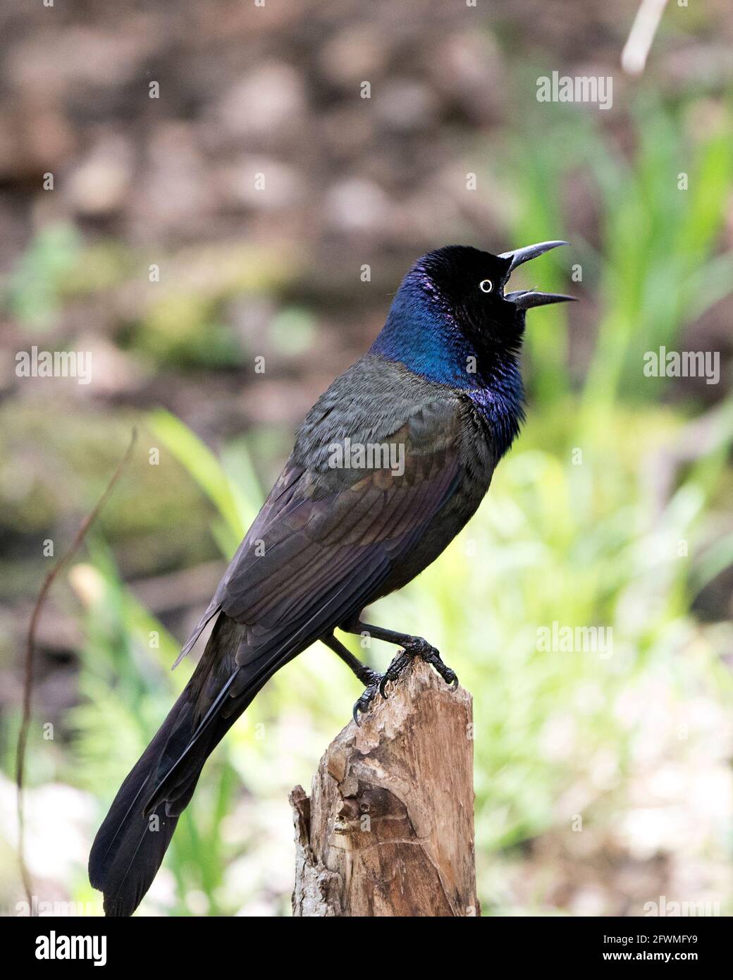 Grackle uccello appollaiato con uno sfondo sfocato nella foresta che mostra il corpo, blu mauve corteggiamento piumaggio piume, testa, becco aperto nel suo habitat. Foto Stock