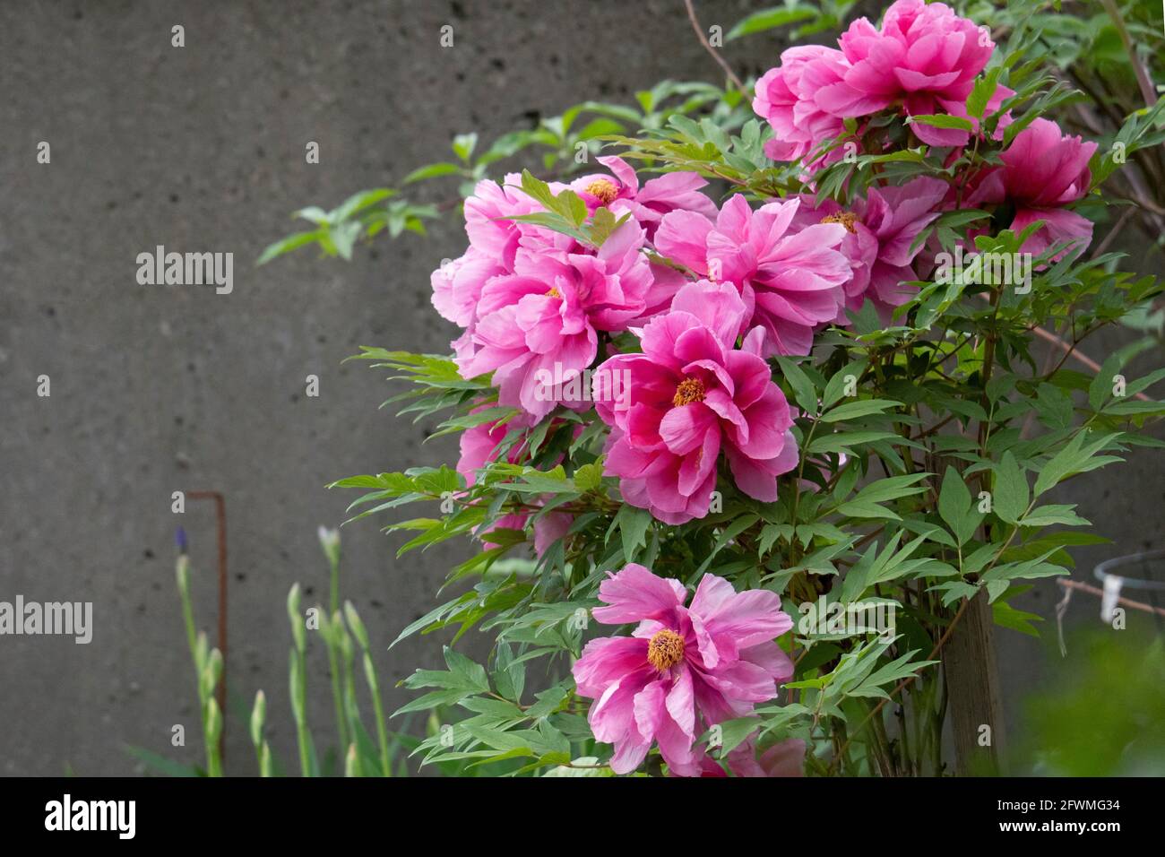 Peonie rosa fiorite in tarda primavera, perenni da giardino, fiori di peonia Foto Stock