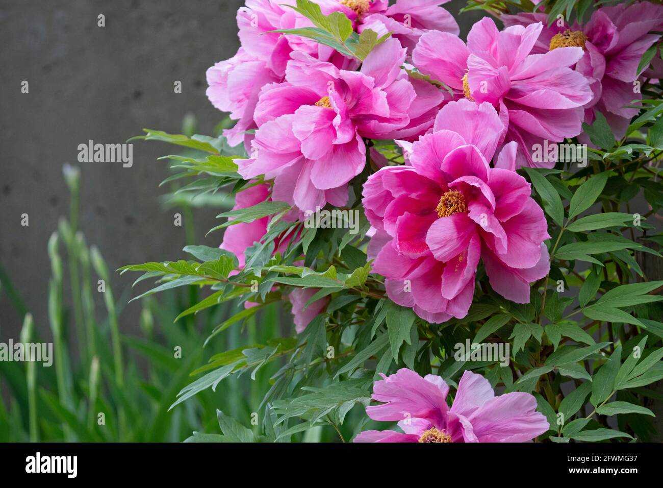 Peonie rosa fiorite in tarda primavera, perenni da giardino, fiori di peonia Foto Stock