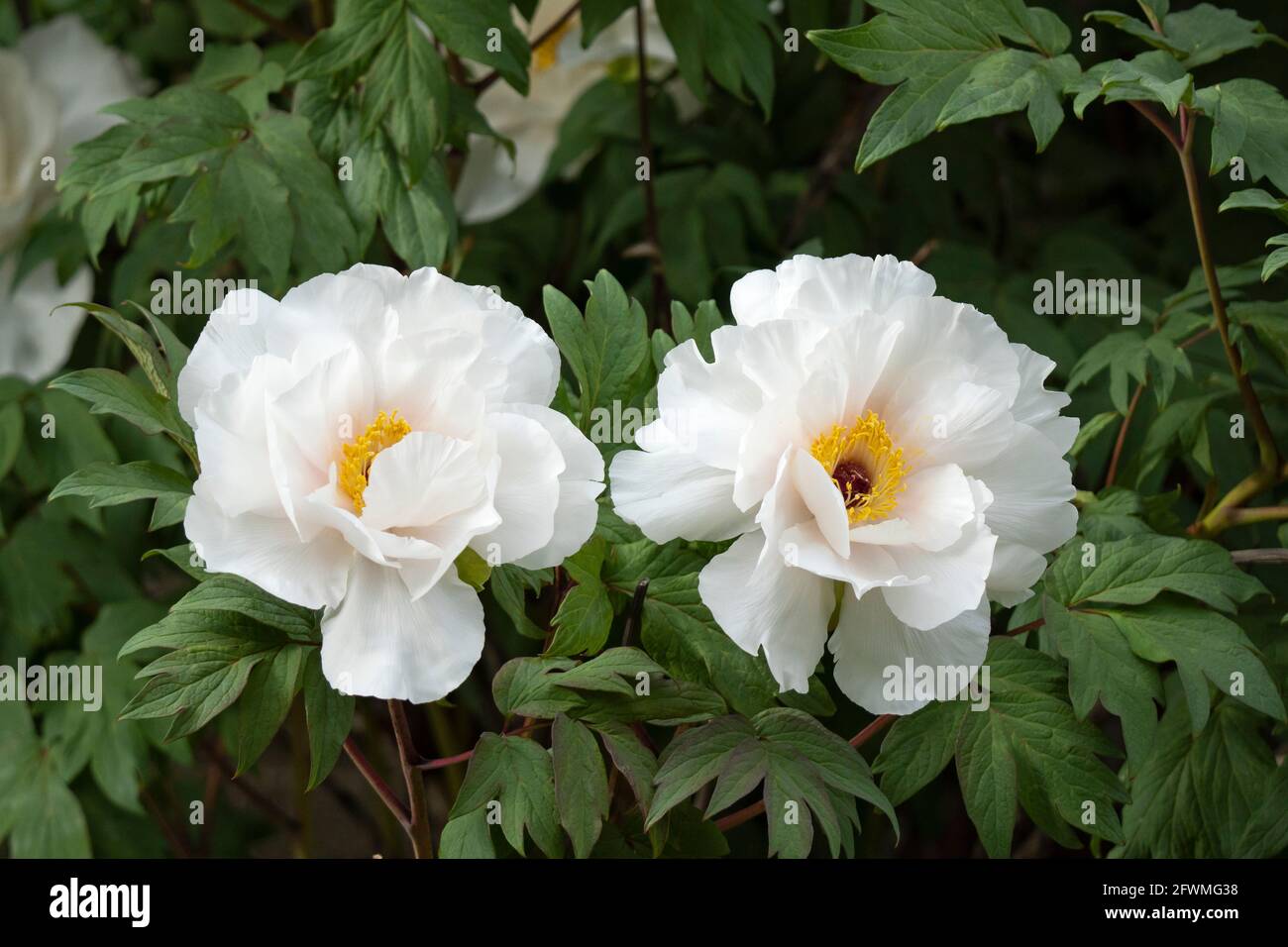 Peonie bianche fiorite in tarda primavera, perenni da giardino, fiori di peonia Foto Stock