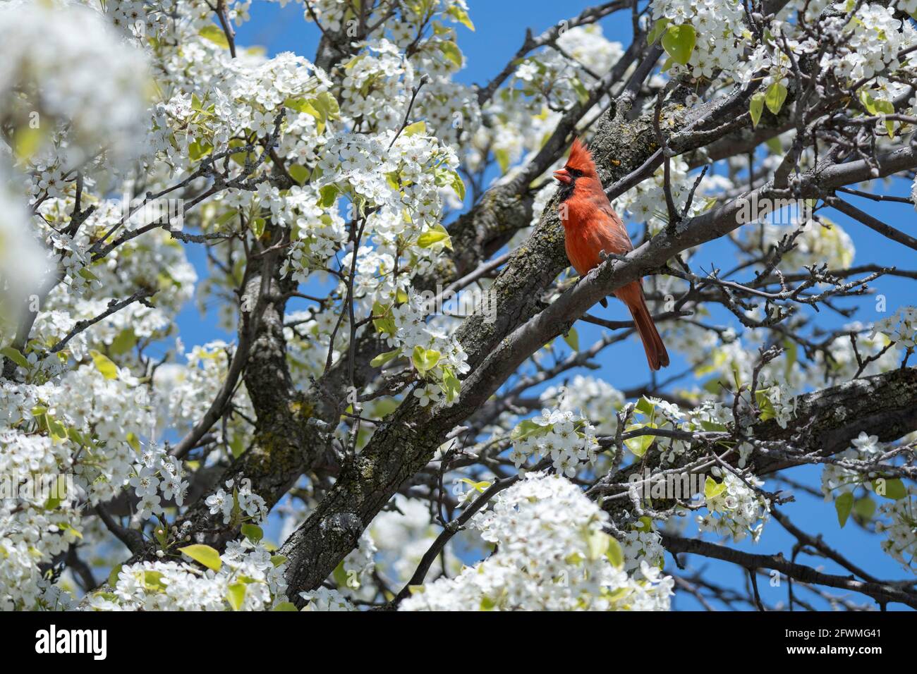 Bianco Crabapple albero fiorire in primavera, Malus Foto Stock