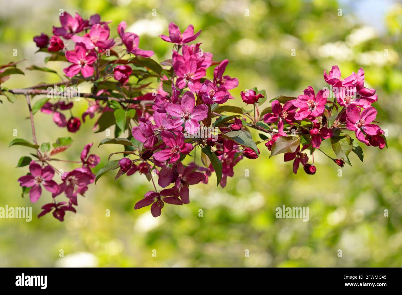 Ramo di un albero di Crabapple fiorito, (Malus coronaria), Malus Rosa, Crabapple dolce Foto Stock