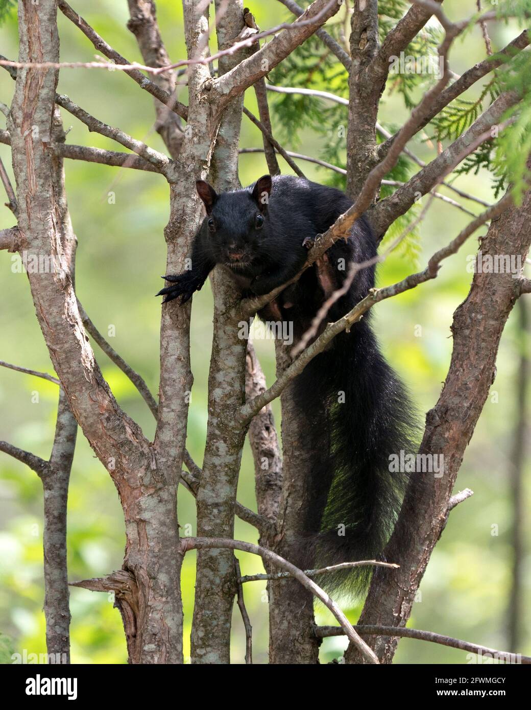 Vista ravvicinata del profilo dello scoiattolo nella foresta in piedi su un albero di ramo con uno sfondo sfocato che mostra la sua pelliccia nera, zampe, coda bushy. Foto Stock