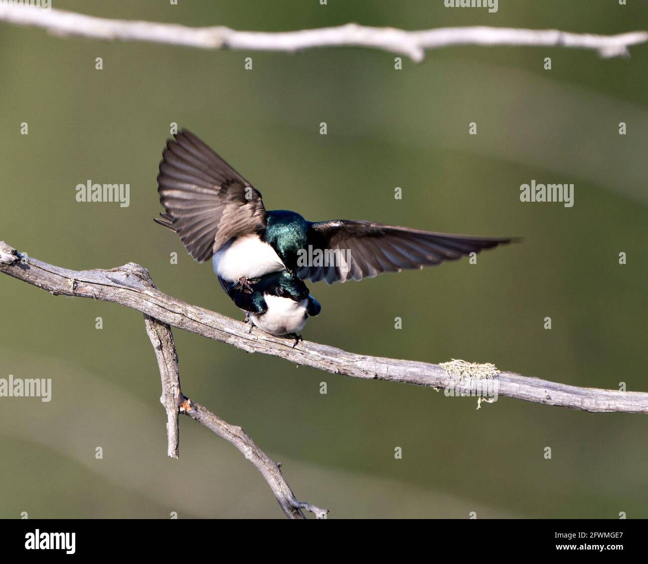 Swallow coppia nella stagione di courtship e seducente la sua schiena mostrando ali allargate nel loro ambiente e habitat con sfondo sfocato. Immagine. Immagine Foto Stock