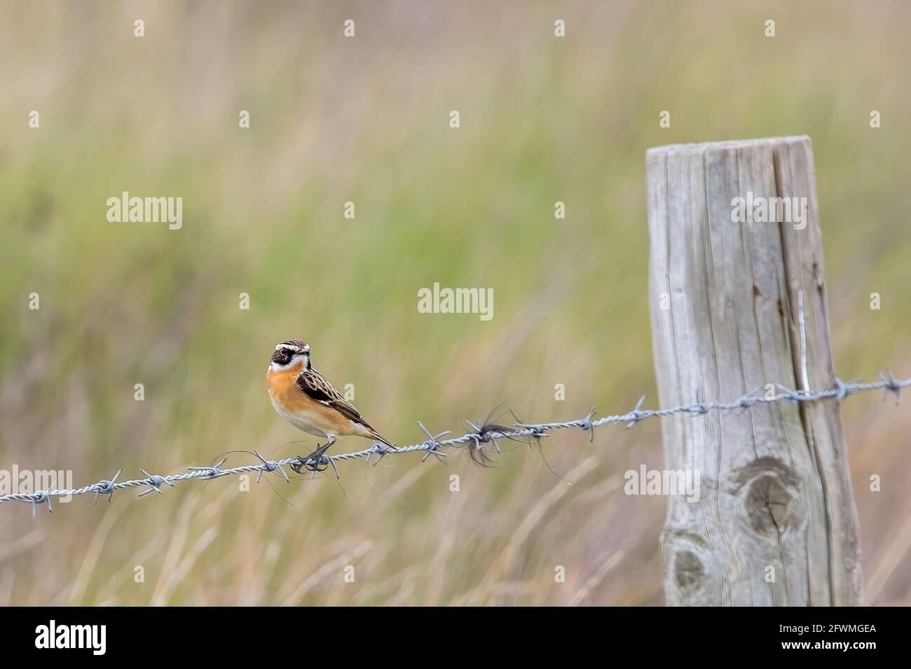 Un maschio Whinchat riposante su un filo spinato recinto ant Farlington Marshes, Hampshire Foto Stock