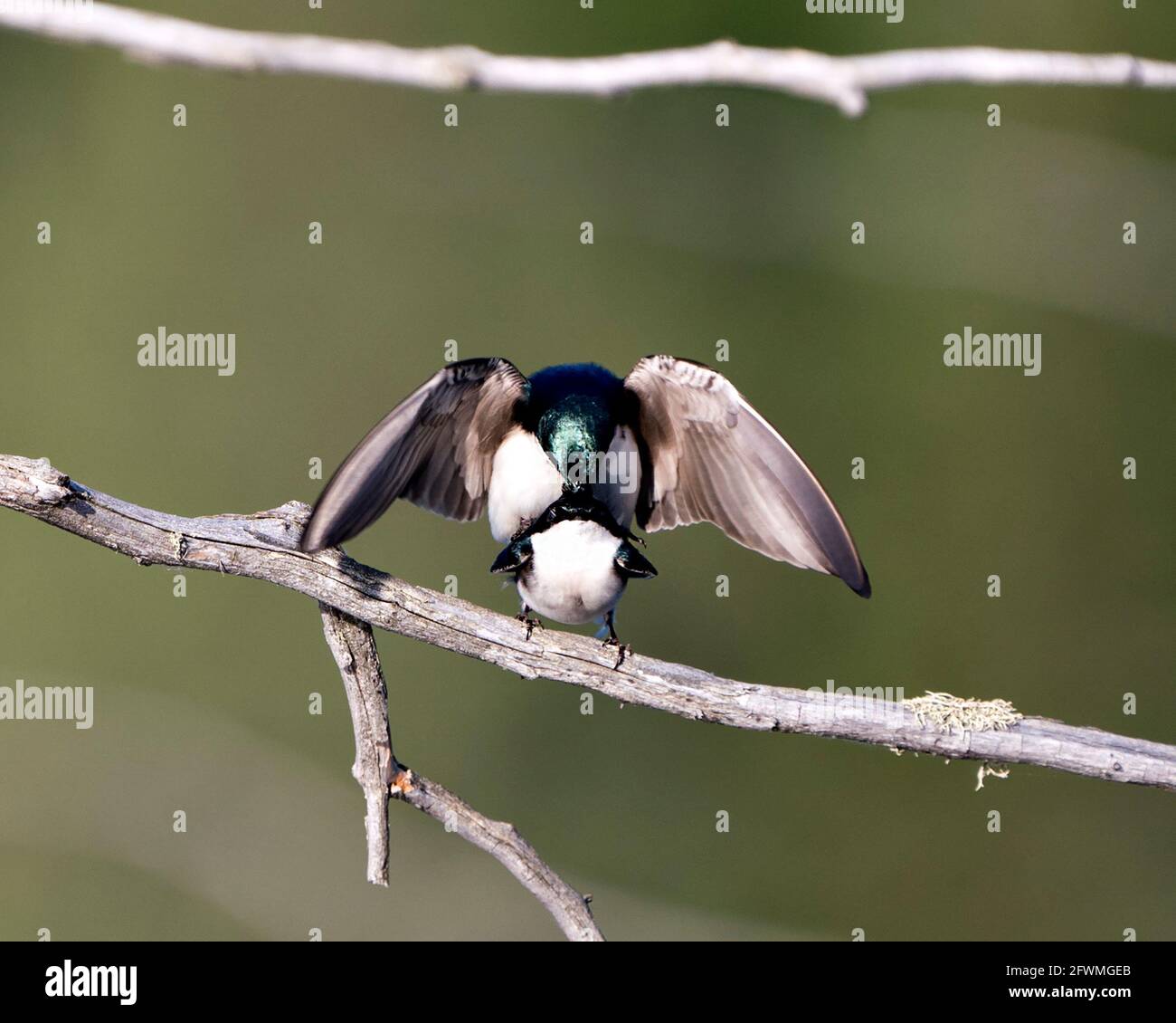 Swallow coppia nella stagione di courtship e seducente la sua schiena mostrando ali allargate nel loro ambiente e habitat con sfondo sfocato. Immagine. Immagine Foto Stock