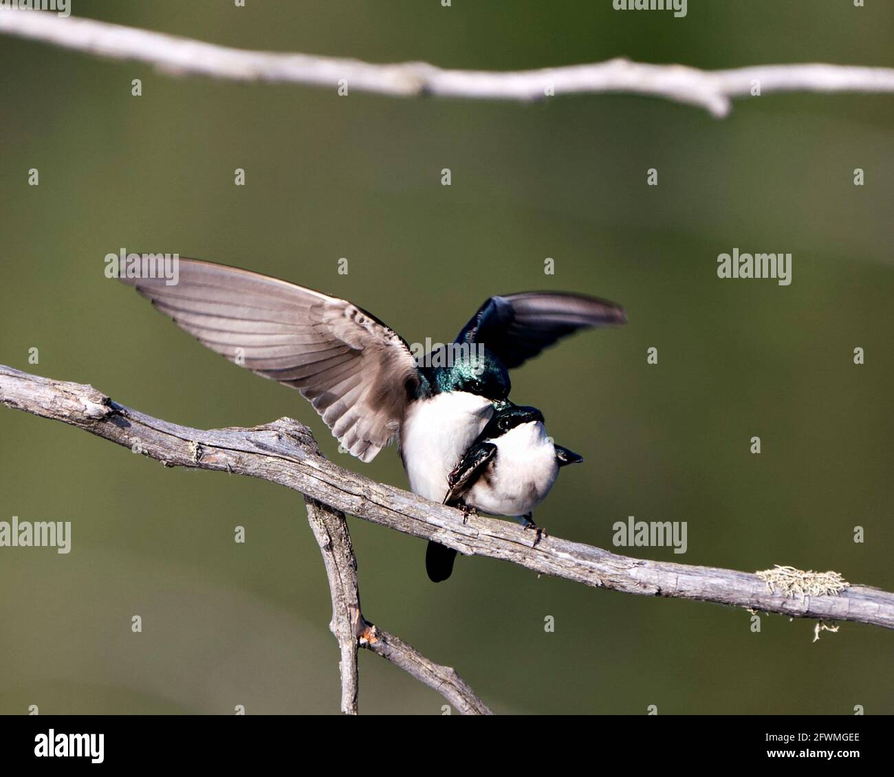 Swallow coppia nella stagione di courtship e seducente la sua schiena mostrando ali allargate nel loro ambiente e habitat con sfondo sfocato. Immagine. Immagine Foto Stock