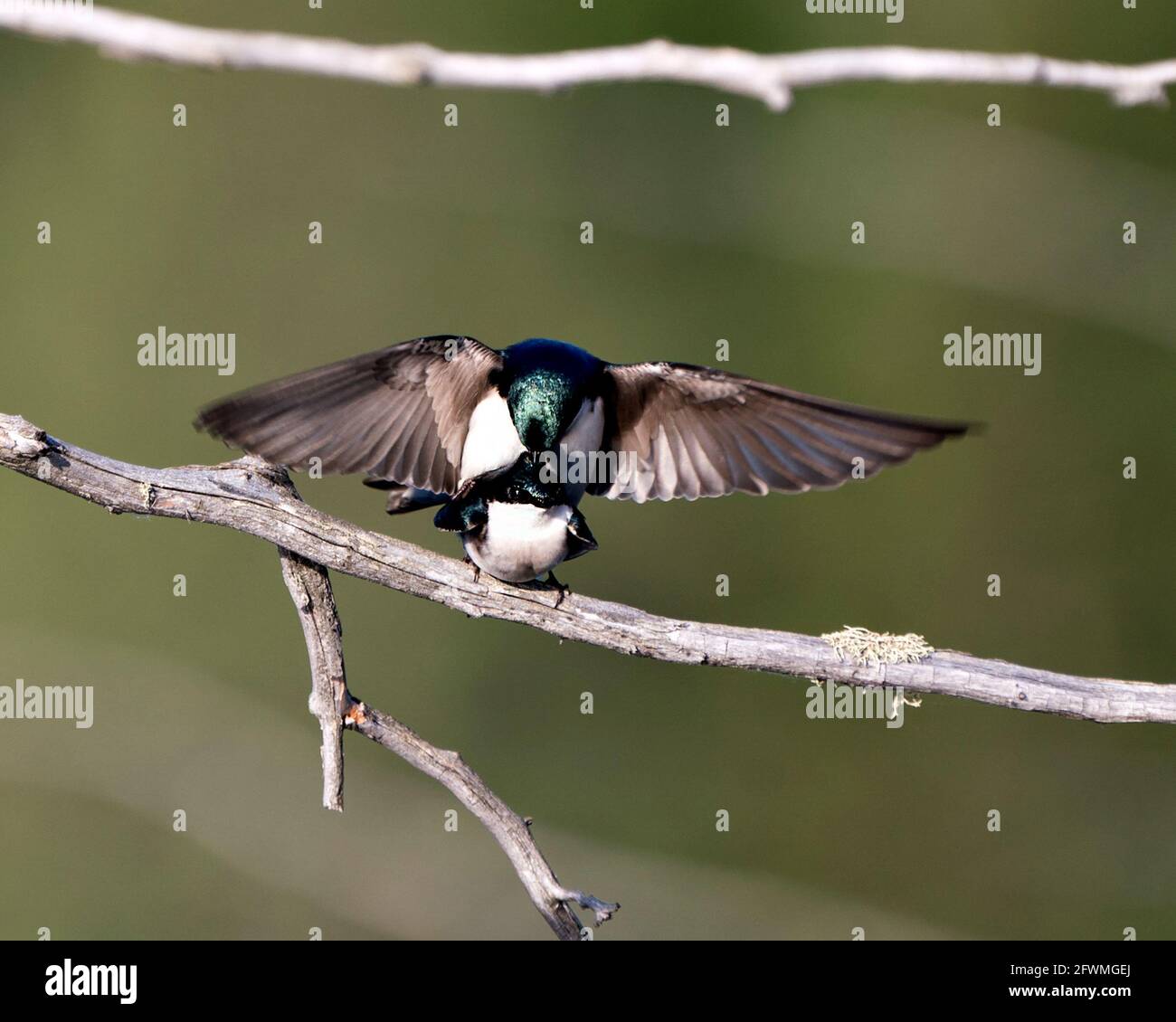 Swallow coppia nella stagione di courtship e seducente la sua schiena mostrando ali allargate nel loro ambiente e habitat con sfondo sfocato. Immagine. Immagine Foto Stock