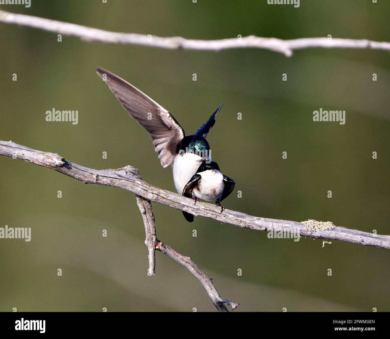 Swallow coppia nella stagione di courtship e seducente la sua schiena mostrando ali allargate nel loro ambiente e habitat con sfondo sfocato. Immagine. Immagine Foto Stock