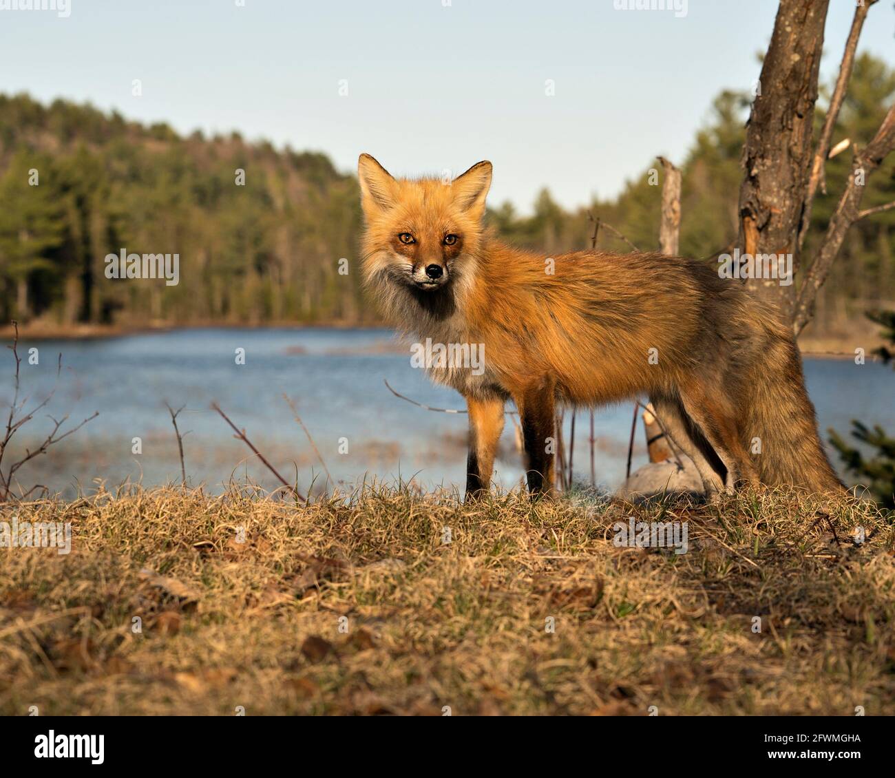 Red Fox primo piano profilo vista laterale con acqua e sfondo della foresta in primavera nel suo ambiente e habitat. Immagine FOX. Immagine. Verticale. Foto Stock
