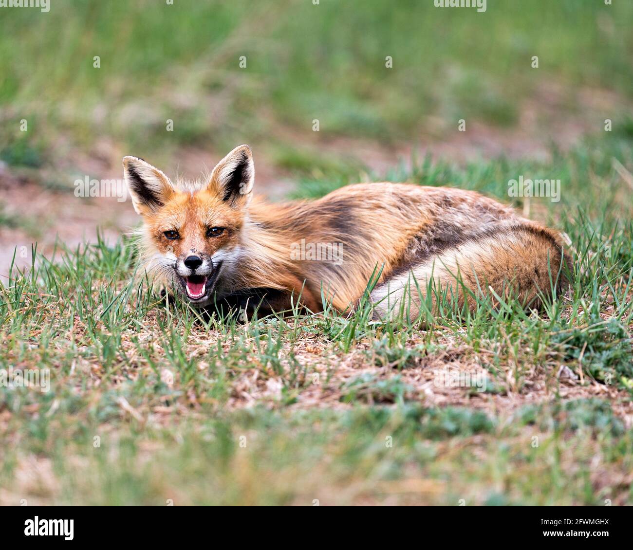 Vista del profilo di Red Fox in primo piano adagiata sul fogliame con una bocca aperta nel suo ambiente e habitat. Immagine. Verticale. Immagine FOX. Foto Stock