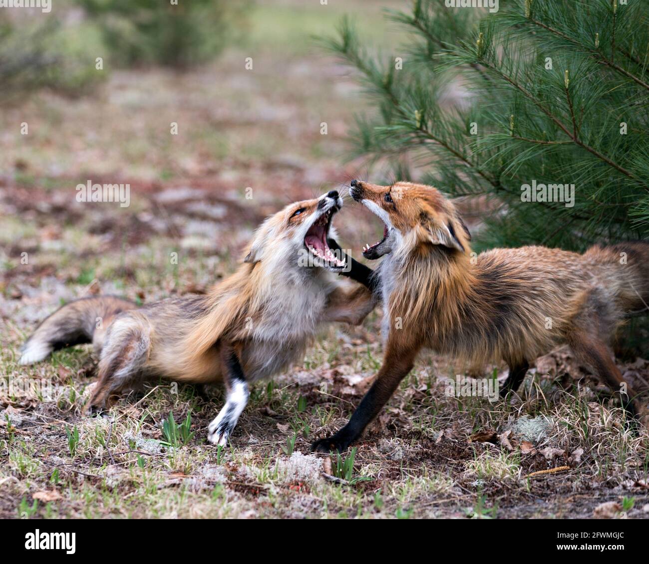 Volpi trotting, giocare, combattere, rivelarsi, interagire con un comportamento di conflitto nel loro ambiente e habitat con una foresta sfocata sfondo in Foto Stock