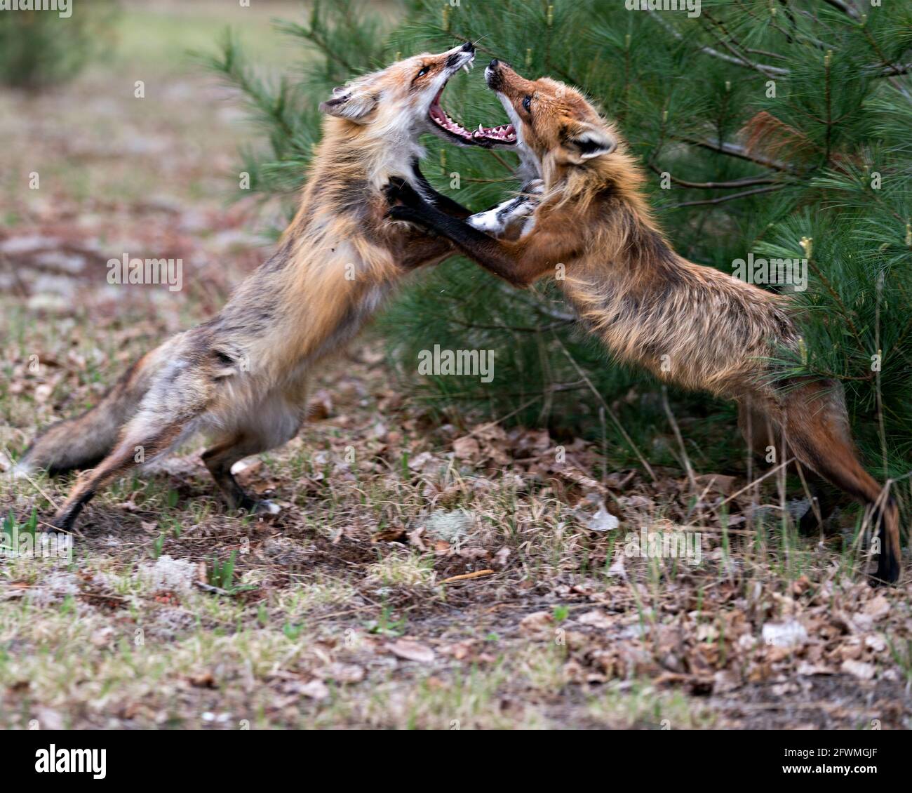 Volpi trotting, giocare, combattere, rivelarsi, interagire con un comportamento di conflitto nel loro ambiente e habitat con un albero di rami di pino backgr Foto Stock