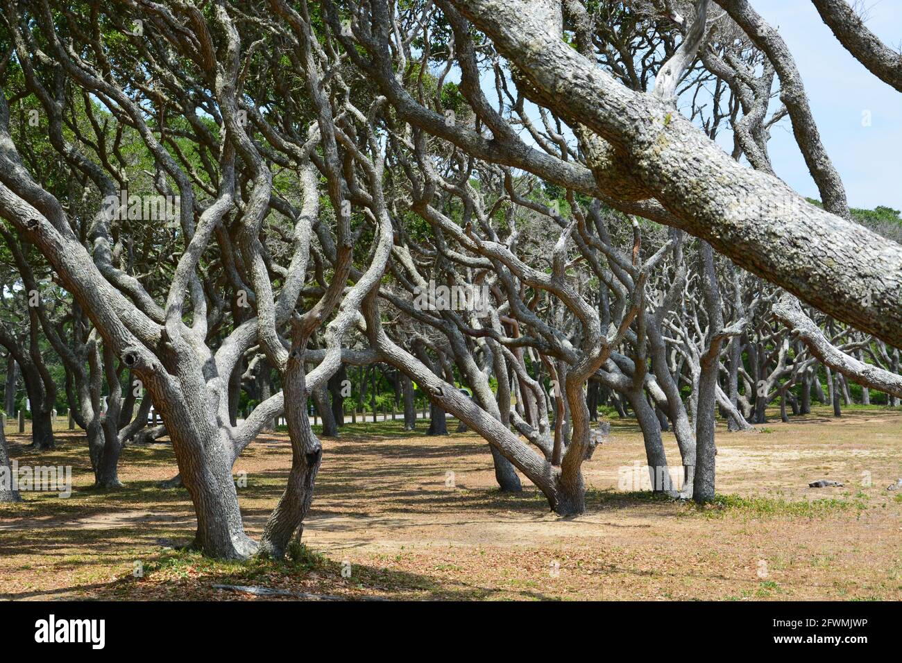 Le forme gnarled degli alberi vivi della quercia della costa a Fort Fisher vicino a Wilmington, Carolina del Nord. Foto Stock