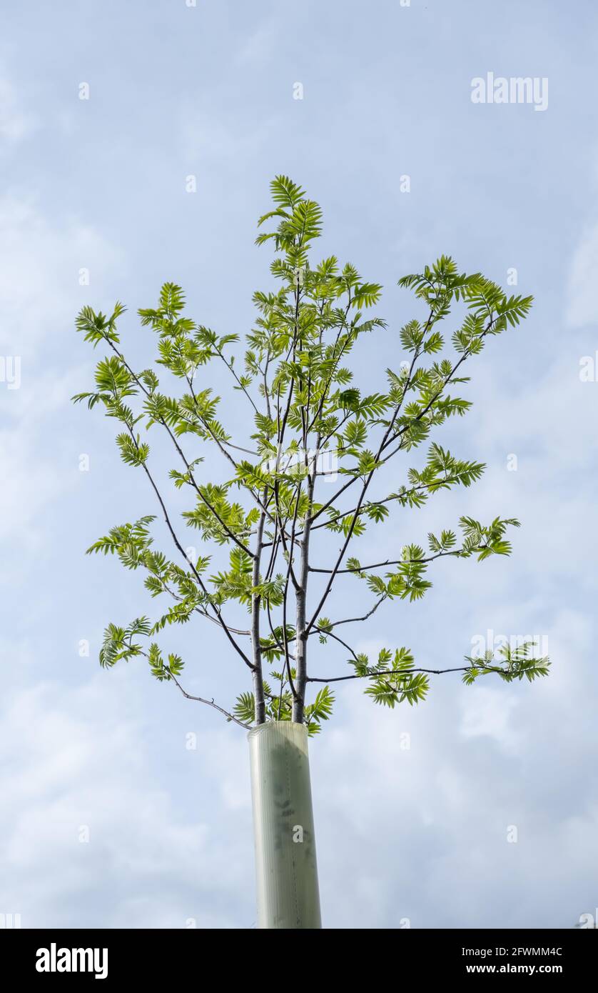 Una sezionatura all'interno DI un ripiano in plastica (O Tree Guard o Tree Protector) Contro UN cielo di primavera luminoso Foto Stock