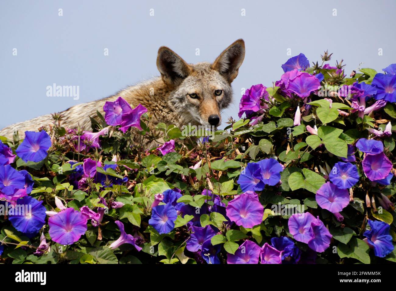 Coyote che riposa sulla cima del muro coperto di glorie mattutine, Huntington Beach, Orange County, California Foto Stock