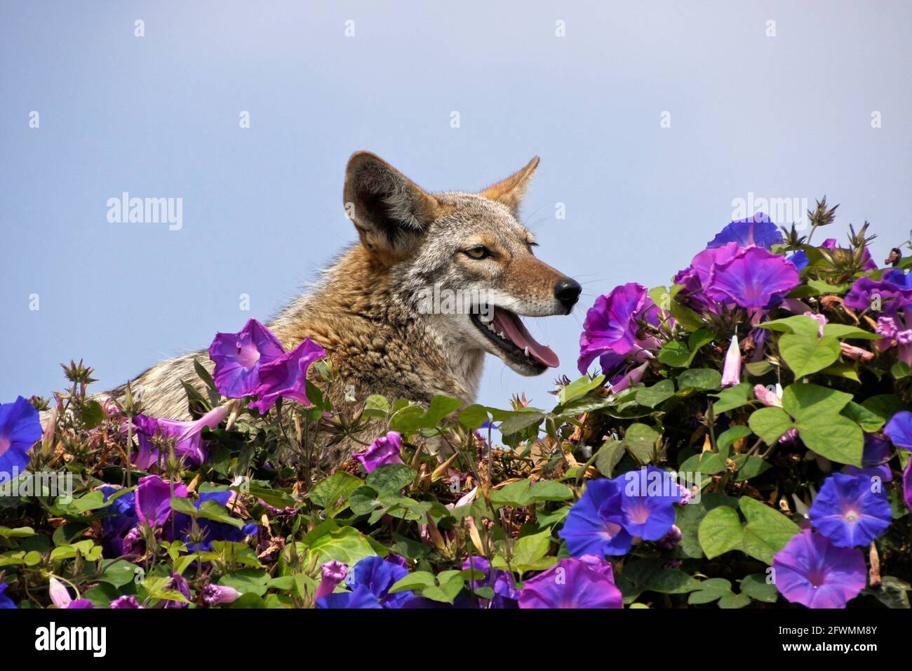 Coyote che riposa (e che annota) sulla cima del muro coperto di glorie mattutine, Huntington Beach, Orange County, California Foto Stock