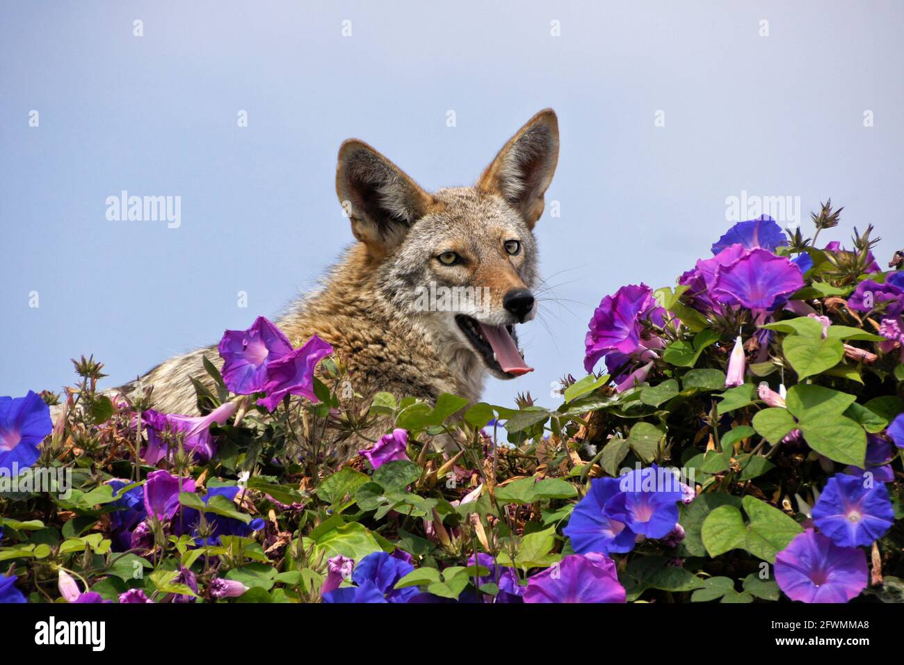 Coyote che riposa (e comincia a sbadigliare) sulla cima del muro coperto di glorie mattutine, Huntington Beach, Orange County, California Foto Stock