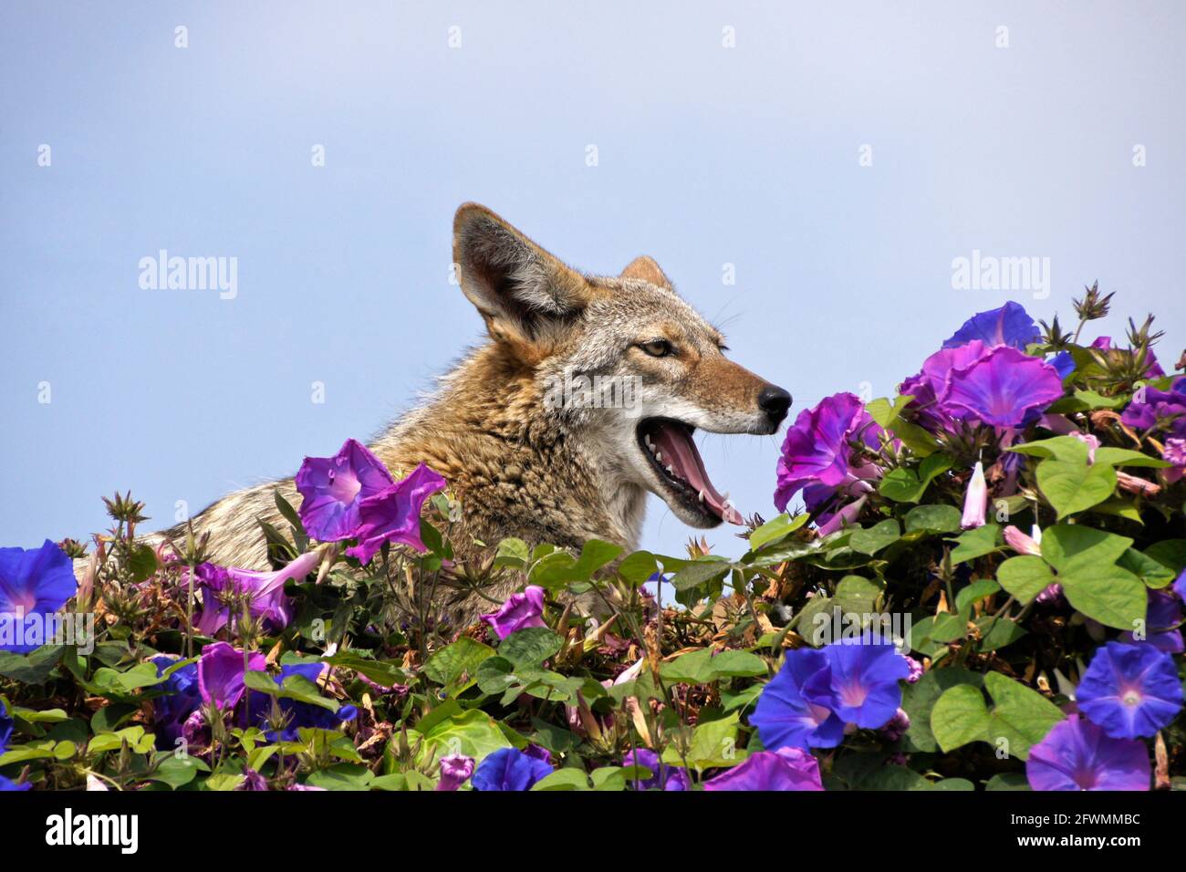 Coyote riposante (e sbadigliare) sulla cima del muro coperto di glorie mattutine, Huntington Beach, Orange County, California Foto Stock