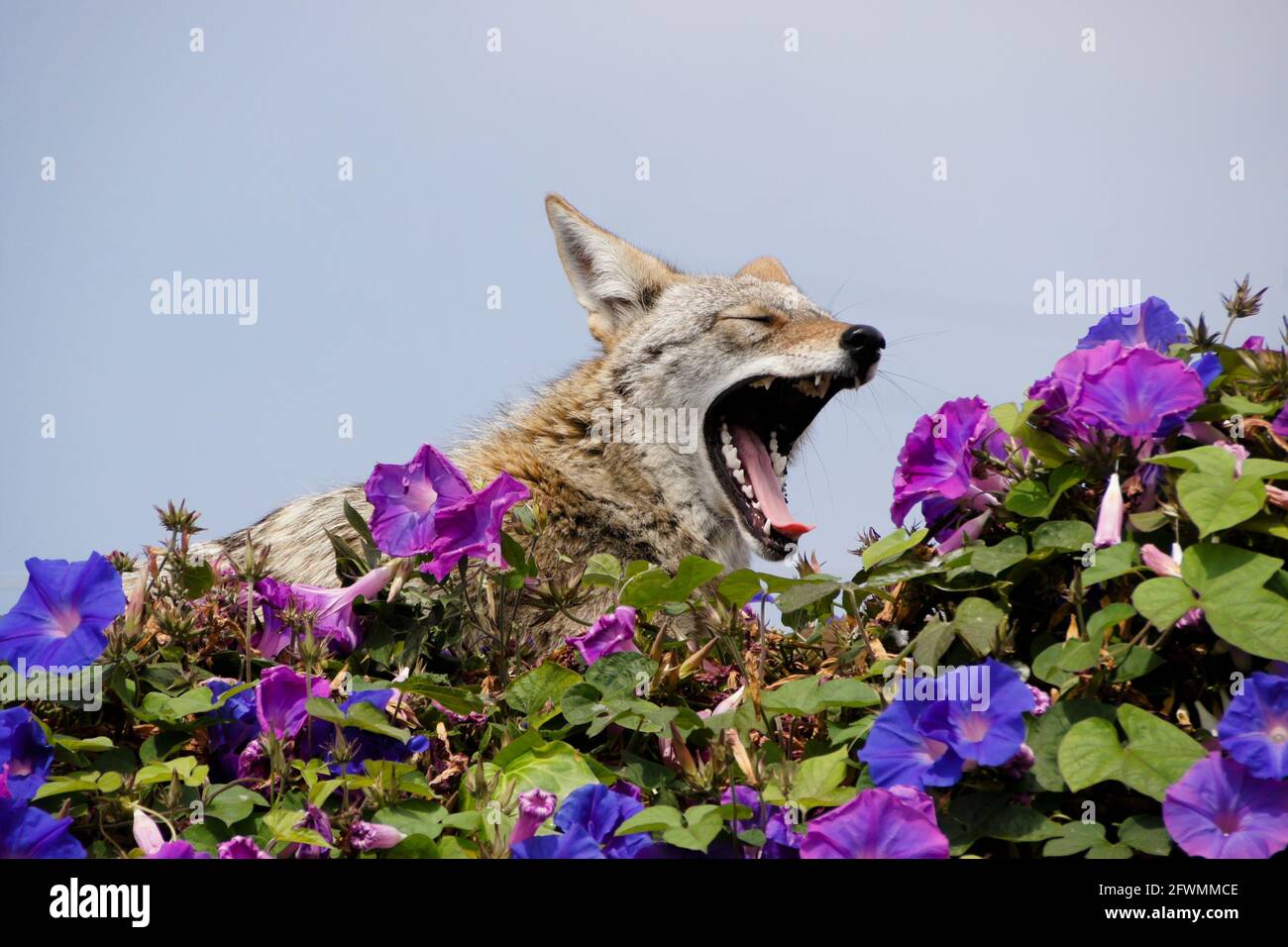 Coyote riposante (e sbadigliare) sulla cima del muro coperto di glorie mattutine, Huntington Beach, Orange County, California Foto Stock