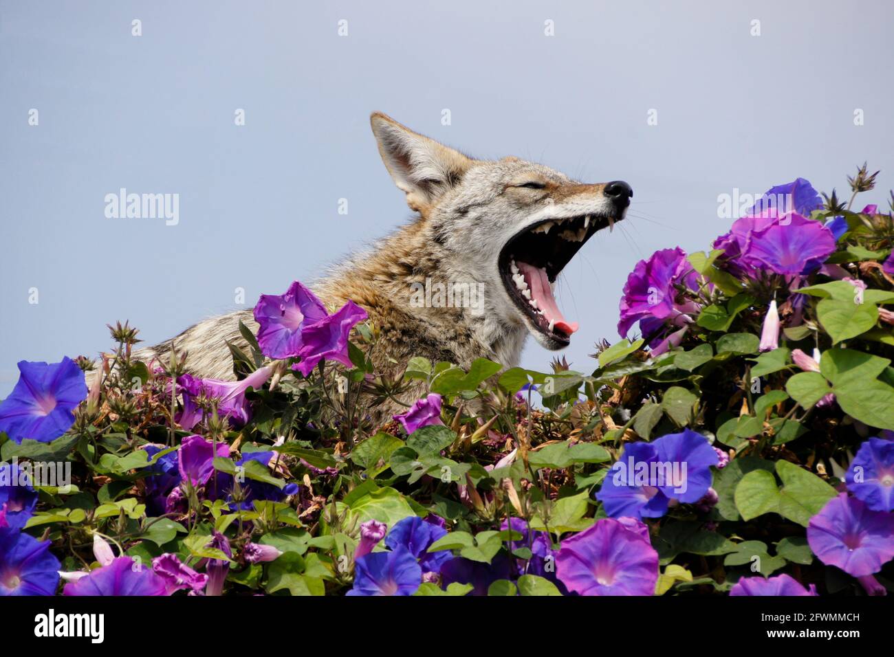 Coyote riposante (e sbadigliare) sulla cima del muro coperto di glorie mattutine, Huntington Beach, Orange County, California Foto Stock