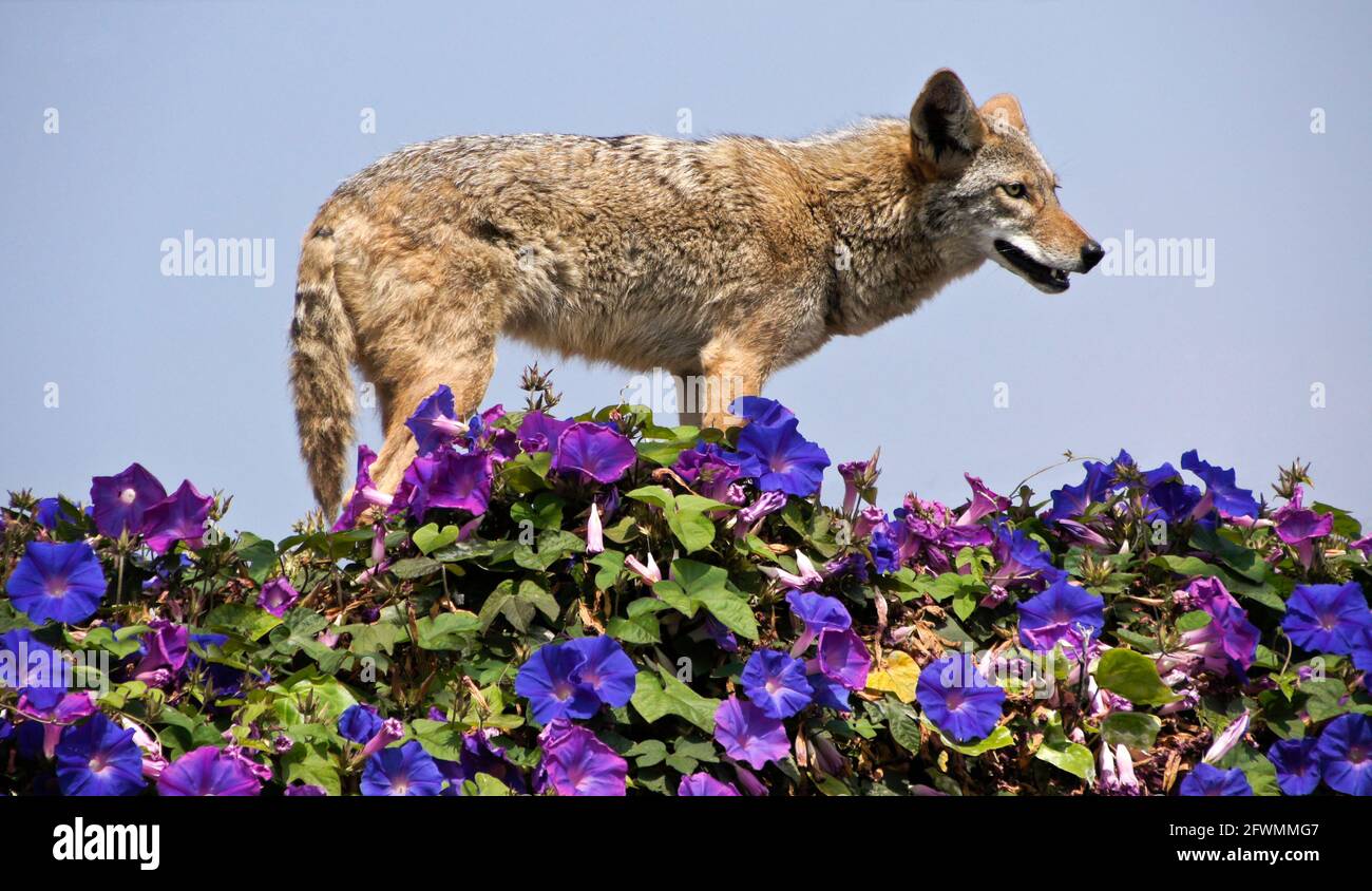 Coyote in piedi sulla cima del muro coperto di glorie mattutine, Huntington Beach, Orange County, California Foto Stock