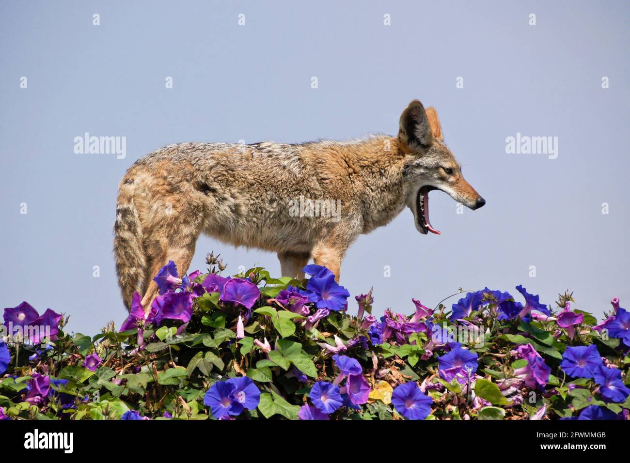 Coyote in piedi (e yawning) sulla cima del muro coperto di glorie mattutine, Huntington Beach, Orange County, California Foto Stock