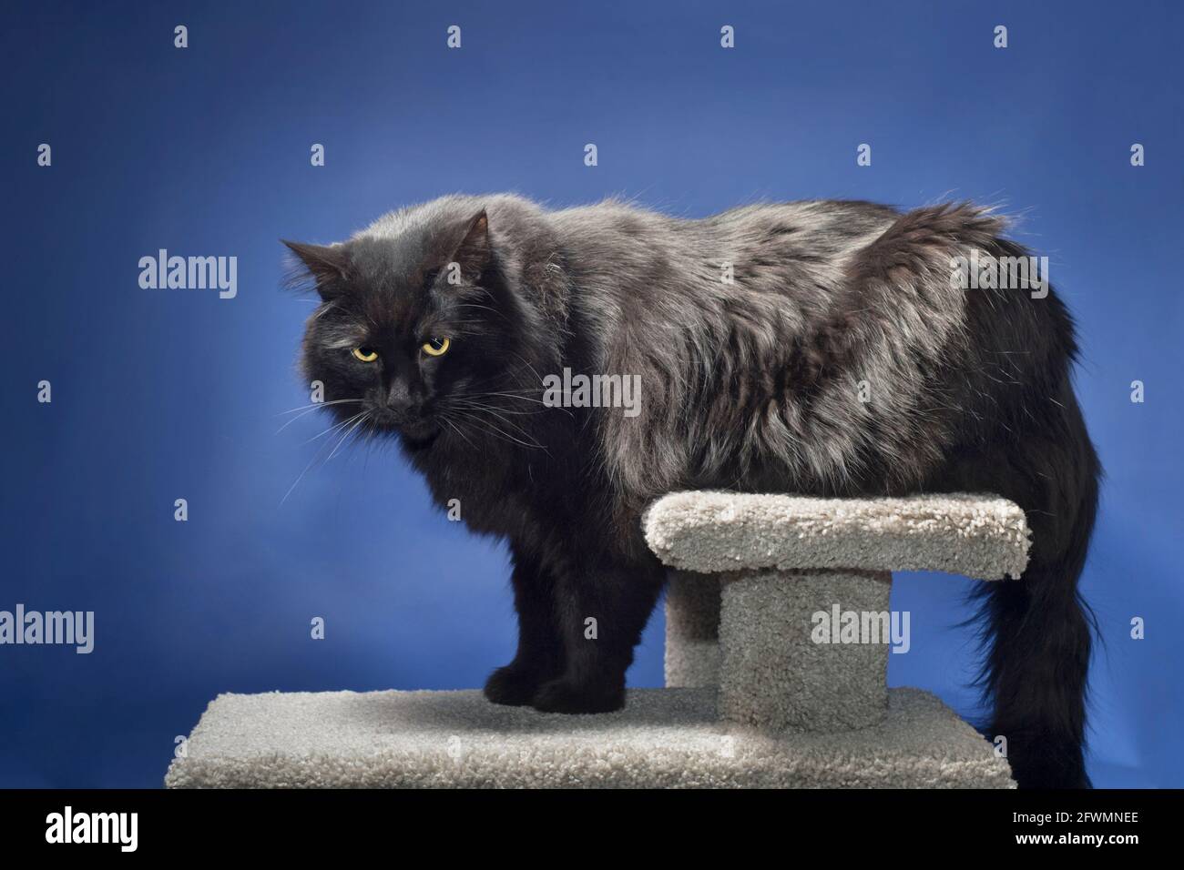 Divertente foto di un grande gatto nero in piedi su un albero di gatto. Foto Stock