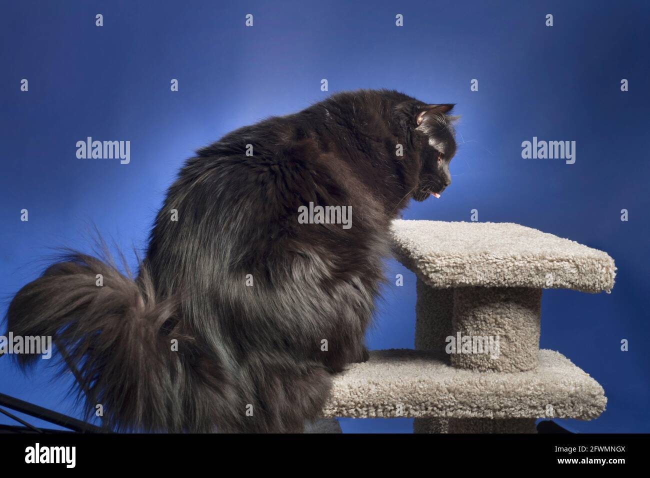 Divertente foto di un grande gatto nero dai capelli lunghi su un albero di gatto con la lingua fuori. Foto Stock