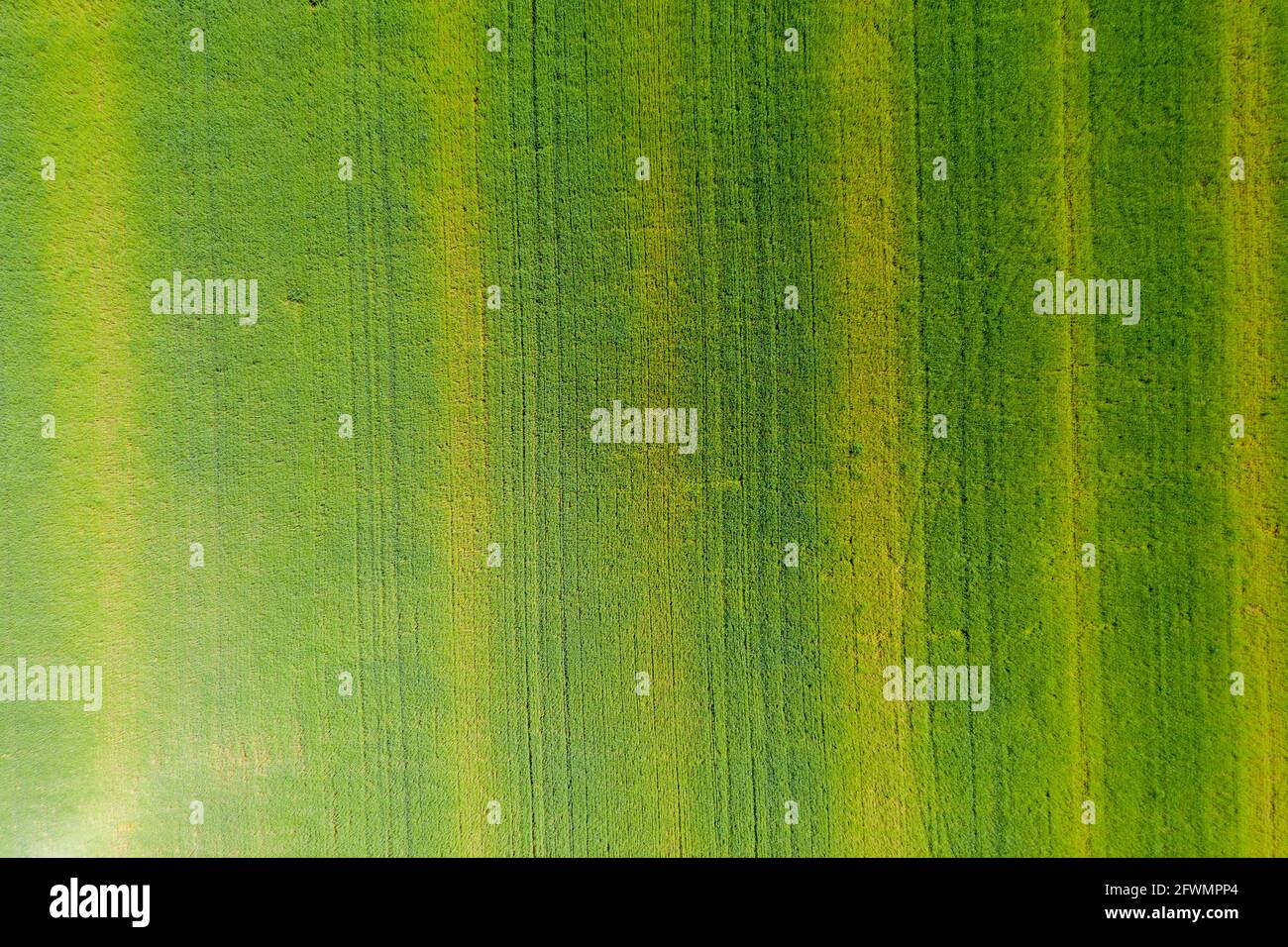 Vista aerea su un campo con erba verde e pochi alberi lungo un ro Foto Stock