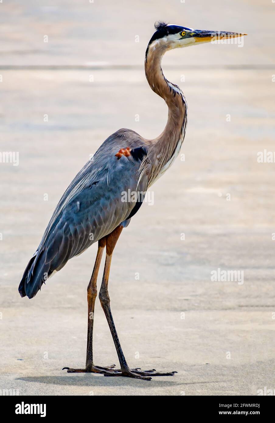 Un maschio grande airone blu guarda i pescatori vicini in caso di caduta esca sul ponte di pesca Point Cadet, 22 maggio 2021, a Biloxi, Mississippi. Foto Stock