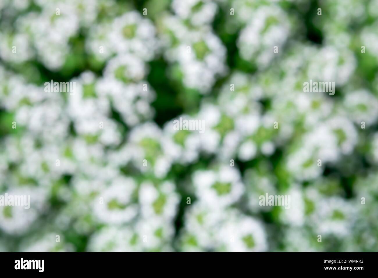 Motivo di sfondo dei fiori astratto e sfocato. Vista dall'alto dell'arbusto di timo in fiore sfocato. Mele bianche e verdi in forma di grappolo. Dorso naturale Foto Stock