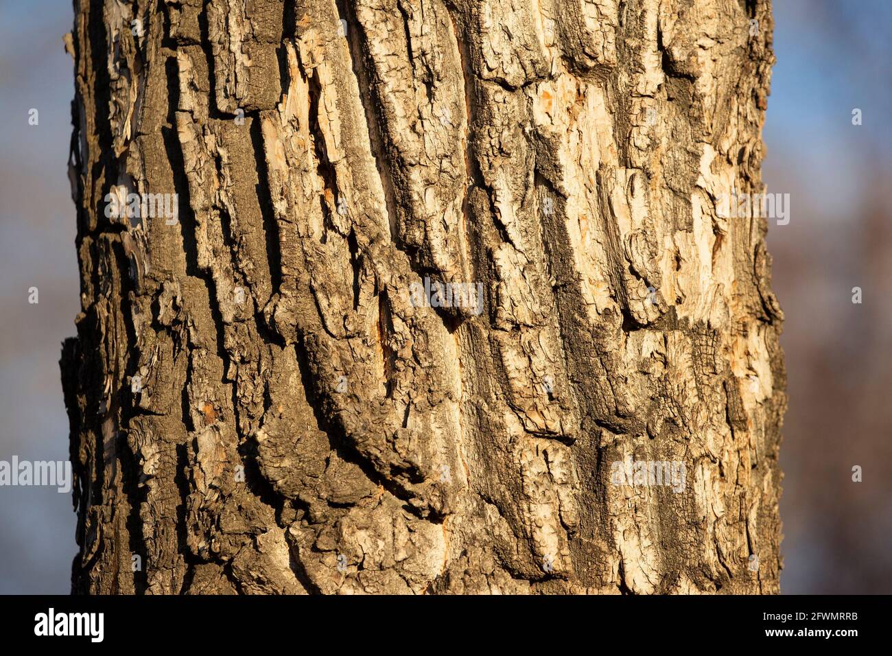 Primo piano di Balsam corteccia di Pioppo (Populus balsamifera) Foto Stock