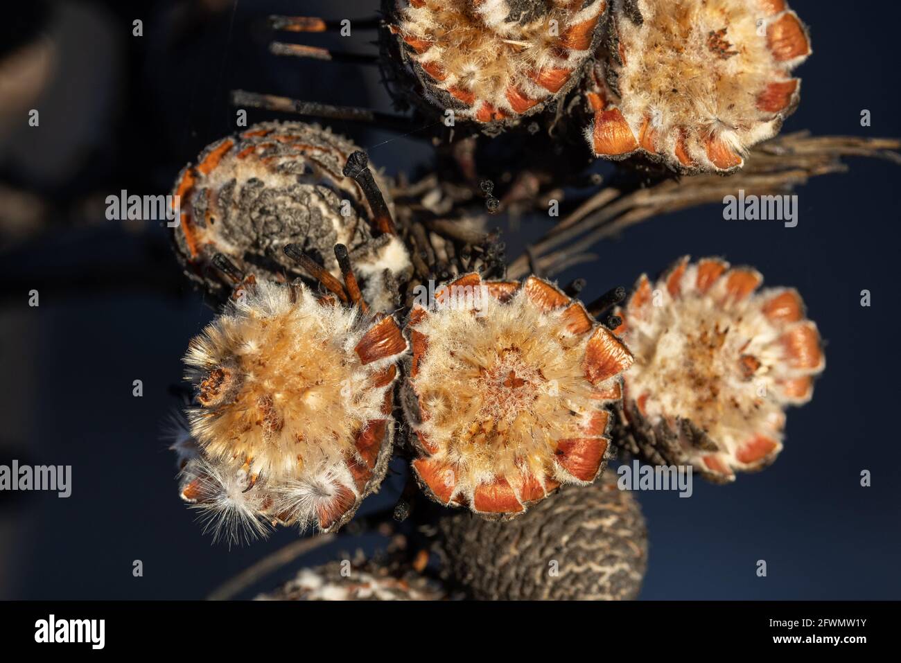 Baccelli di semi di bastone di batteria a foglie strette aperti dal fuoco e dai semi che si disperdono Foto Stock