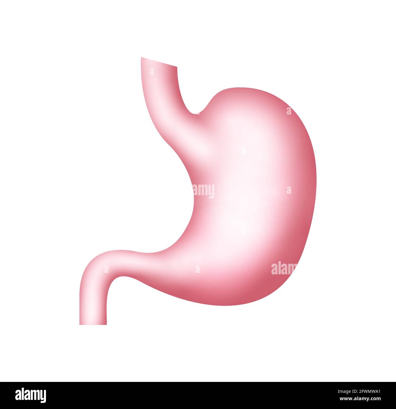 Icona stomaco illustrazione gastrica salute umana anatomia. Cura degli organi dello stomaco Illustrazione Vettoriale
