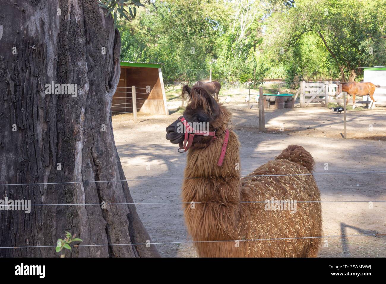 Lama marrone ( lama glama ) nella fattoria. Foto Stock