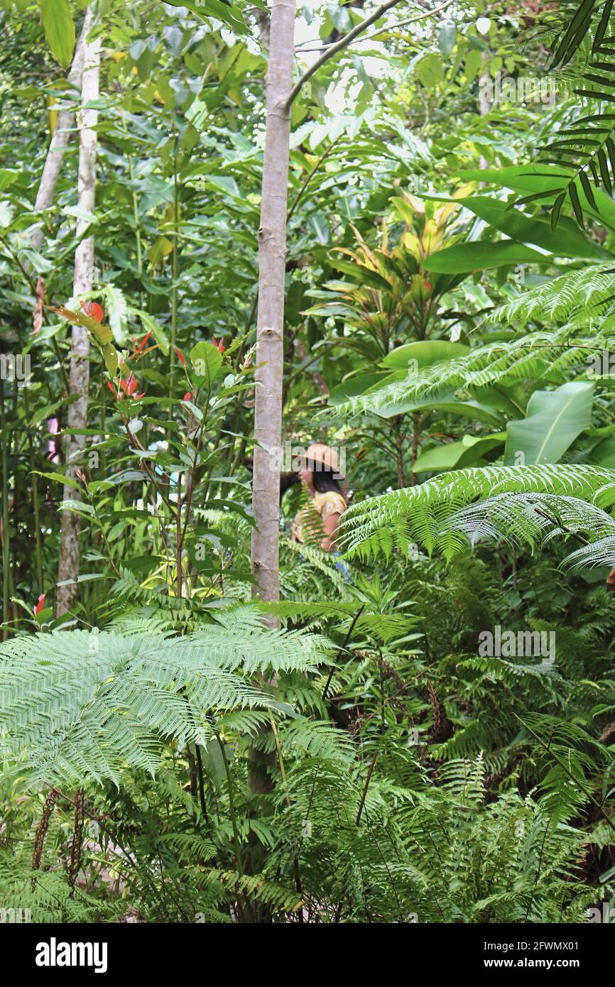 Catturato nella natura selvaggia accanto ai mercati originali di Kuranda, si sofferma negli splendidi giardini tropicali e nella riserva della foresta pluviale Foto Stock