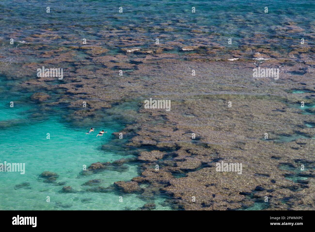 Snorkeling per due persone nelle acque turchesi della barriera corallina di Hanauma Bay Nature Preserve a Oahu, Hawaii. Foto Stock