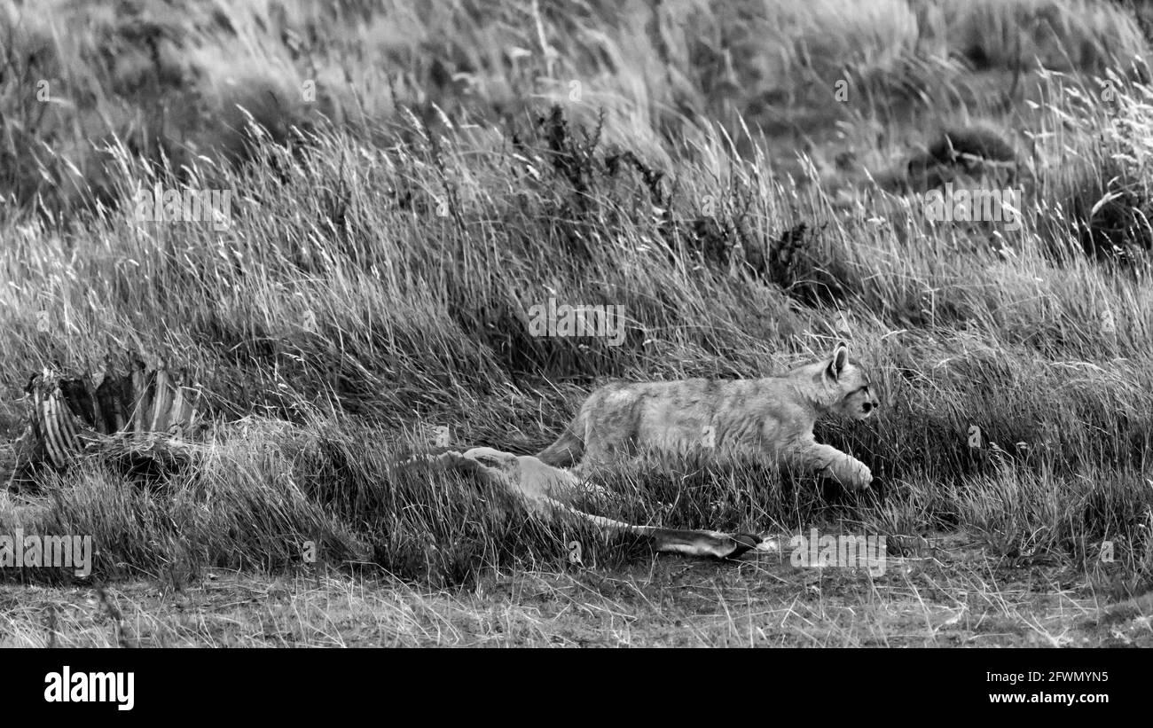 Cucciolo di Puma a piedi dalla carcassa di guanaco di notte, Lago Sarmiento, Patagonia Foto Stock